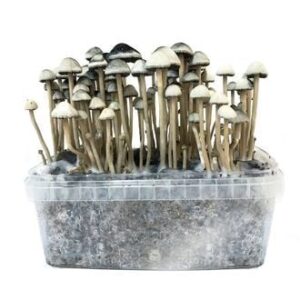 Copelandia hawaiian mushroom