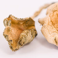 Golden teachers mushrooms