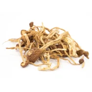 mexican cubensis