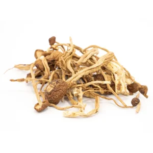 mexican cubensis