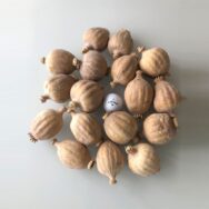 one pound assorted dried poppy pods perfect for bouquets and crafts