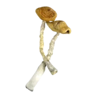 Golden Emperor Shrooms