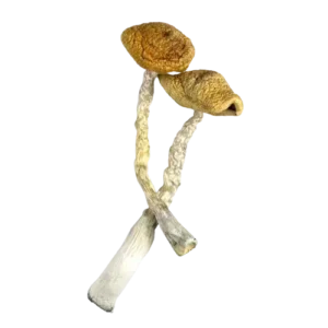 Golden Emperor Shrooms