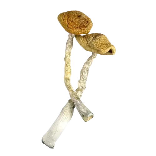 Golden Emperor Shrooms