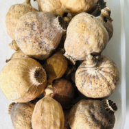 Premium Stock Dried Poppy Pods 1kg 2-2-lbs A Grade Seedless