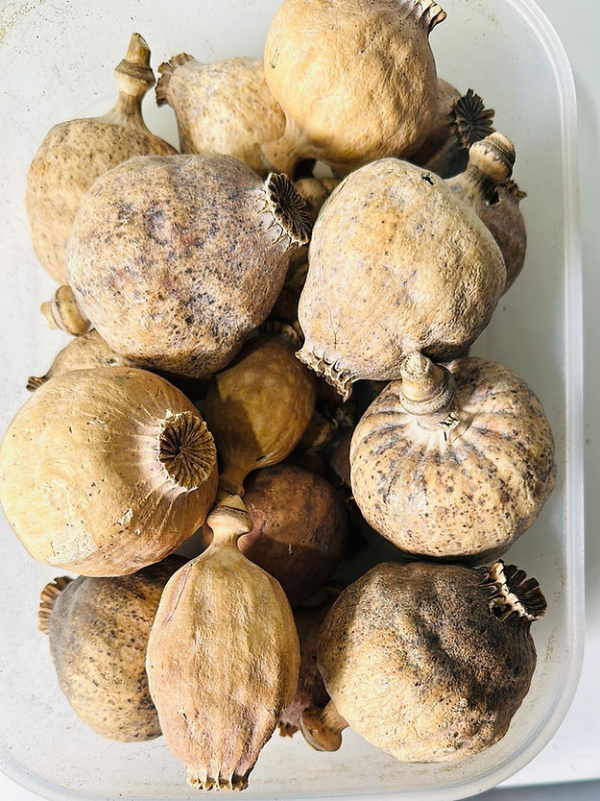 Premium Stock Dried Poppy Pods 1kg 2-2-lbs A Grade Seedless
