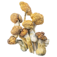 malabar coast magic mushrooms 7g