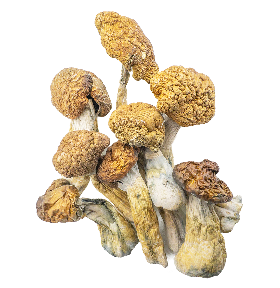 malabar coast magic mushrooms 7g