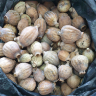 one pound mixed sizes dried poppy pods